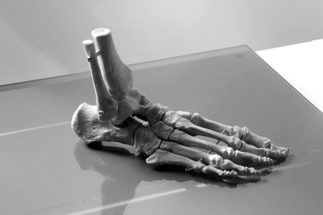 Les articulations du pied